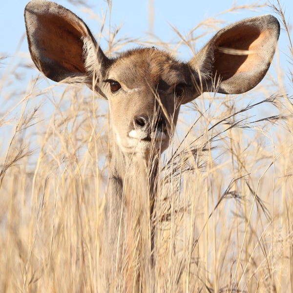 deer in a field | Ethical business